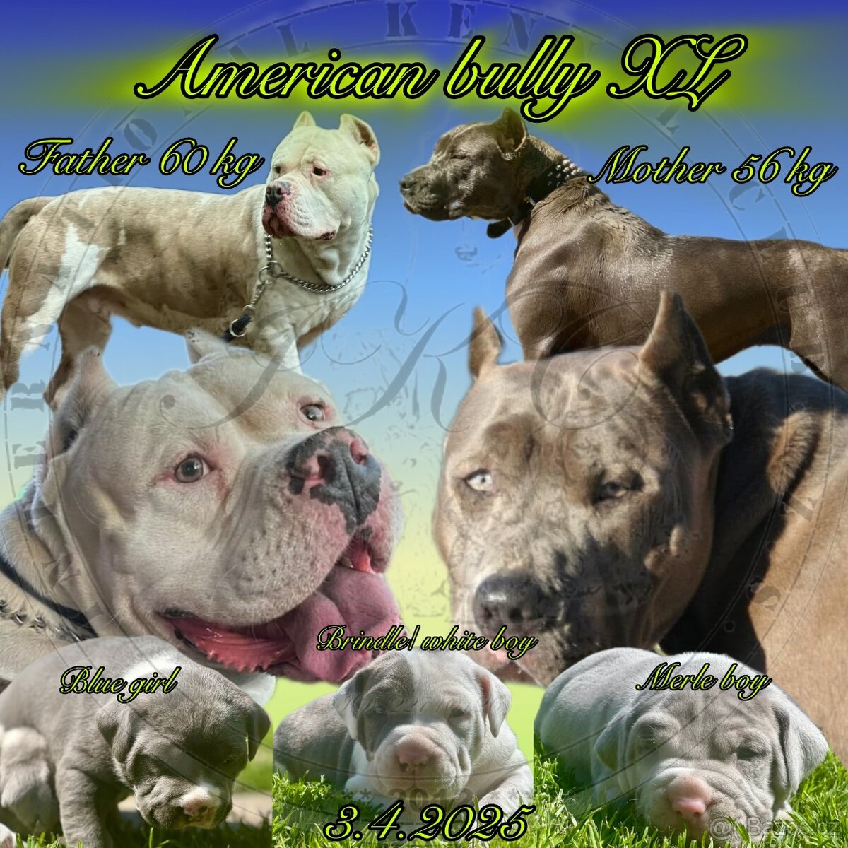 American bully XL