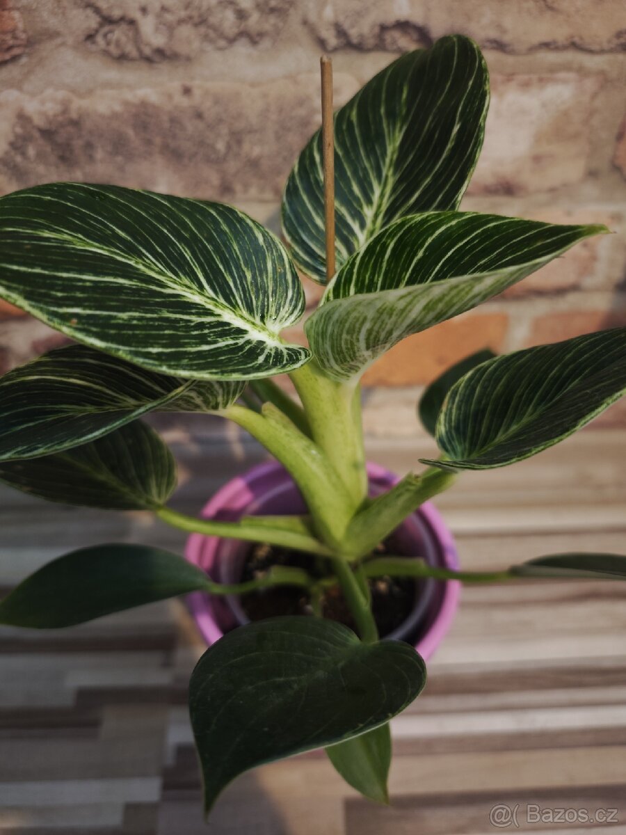 Philodendron Birkin
