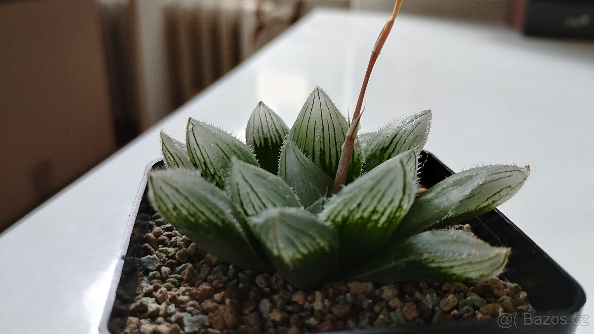 Haworthia Venusta x Leightonii ( sukulent )