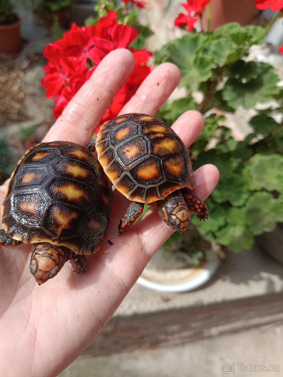 Želva uhlířská mláďata