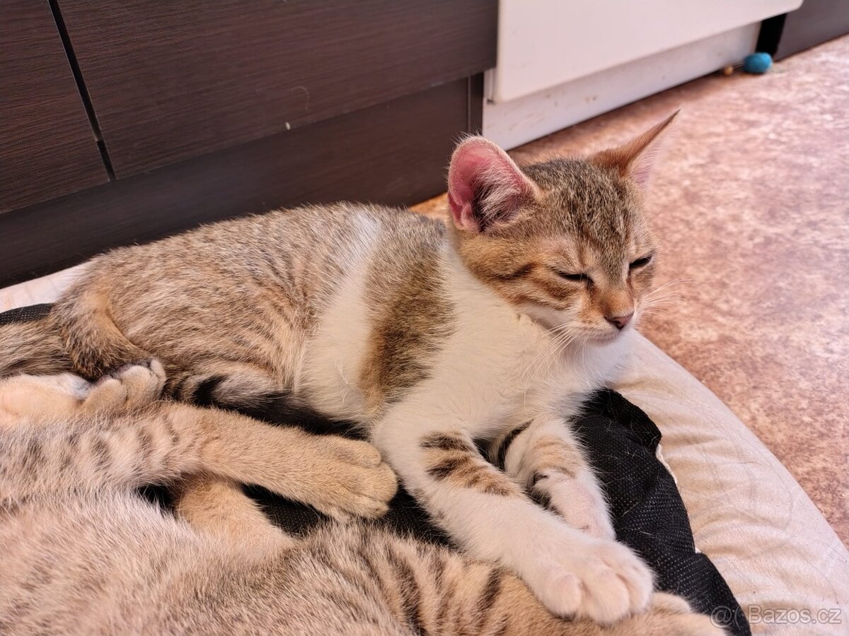Mouratobílá 6měsíční kočička Melinda hledá domov.