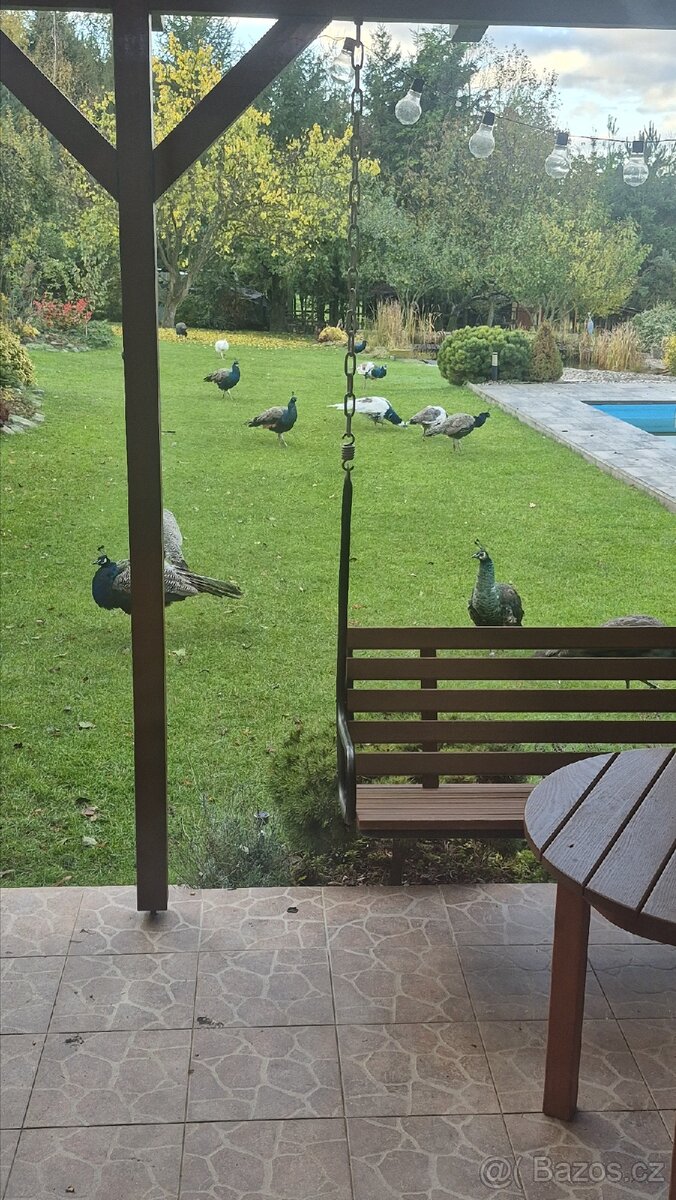 Páv a pávice pávů modrých