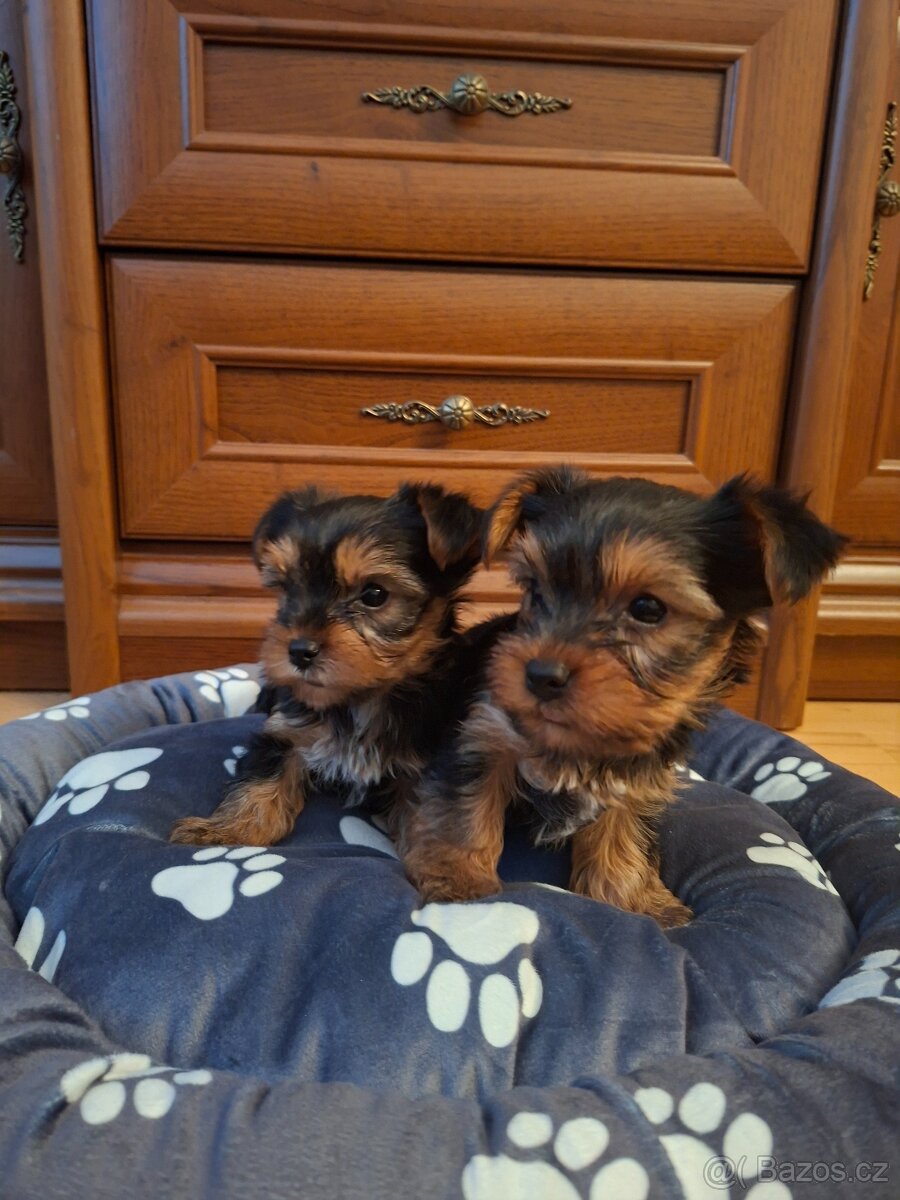 Yorkšírsky teriér