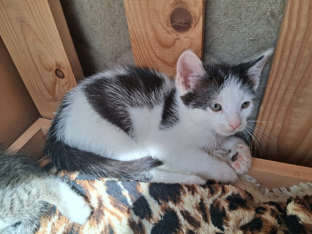 Cvrček hledá domov