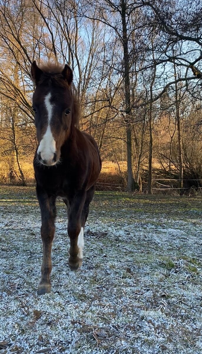 Welsh pony of cob type, sekce C