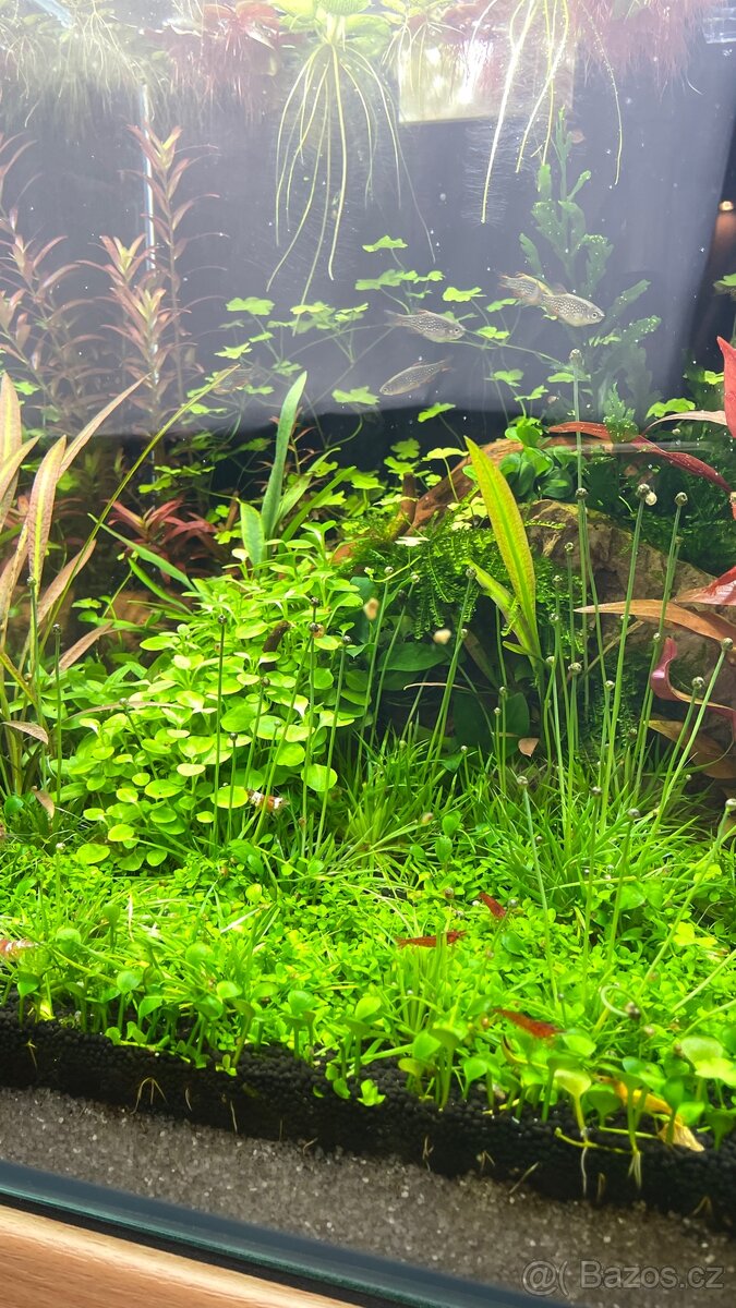 Dennerle nano cube 20l