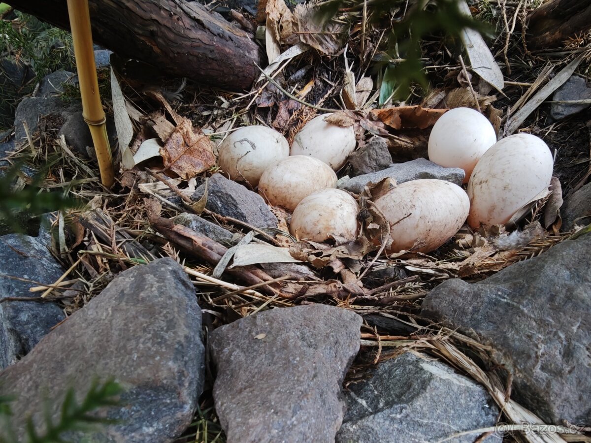 Indický běžec násadová vejce