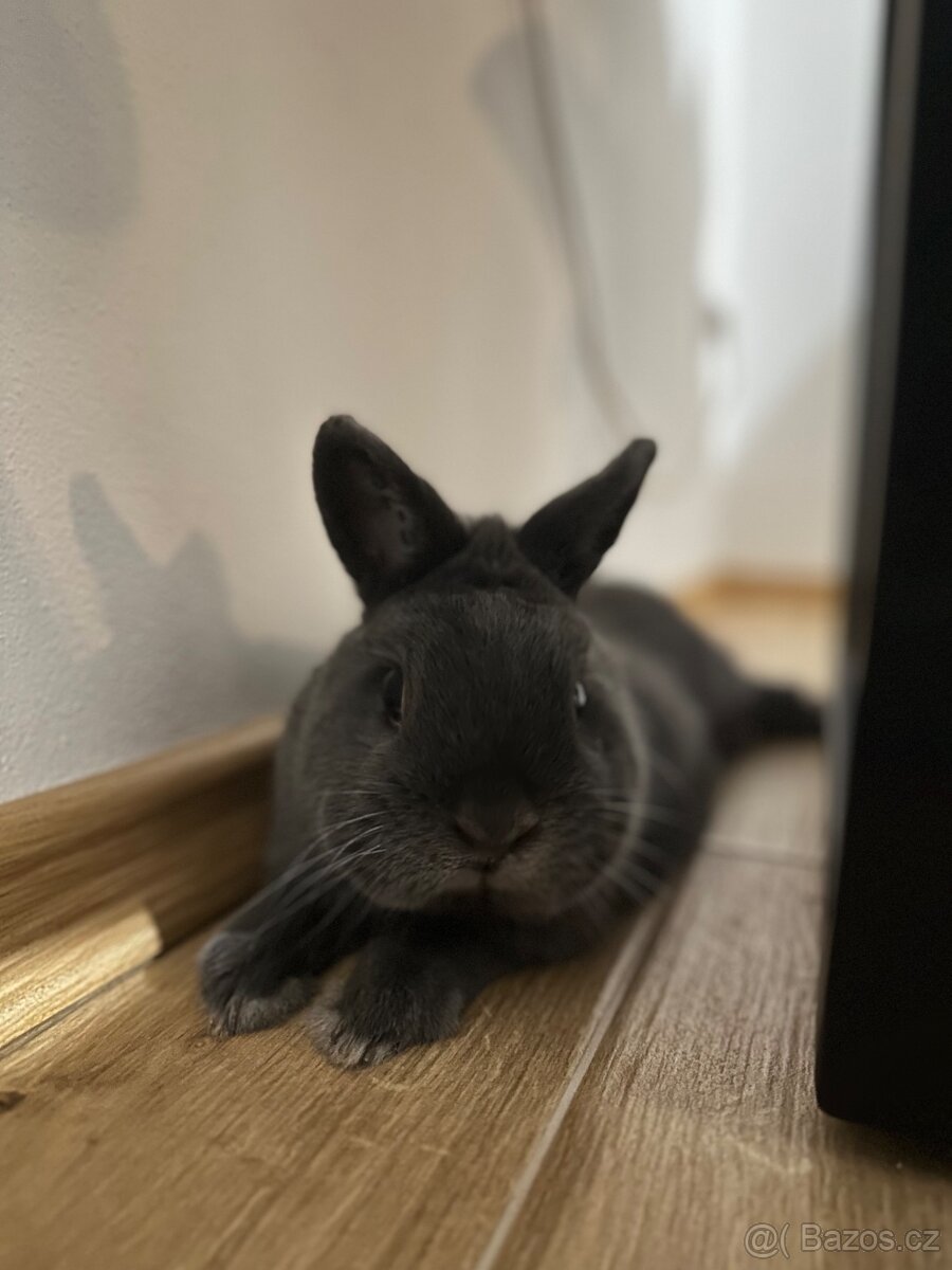 Modrý zakrslý králík