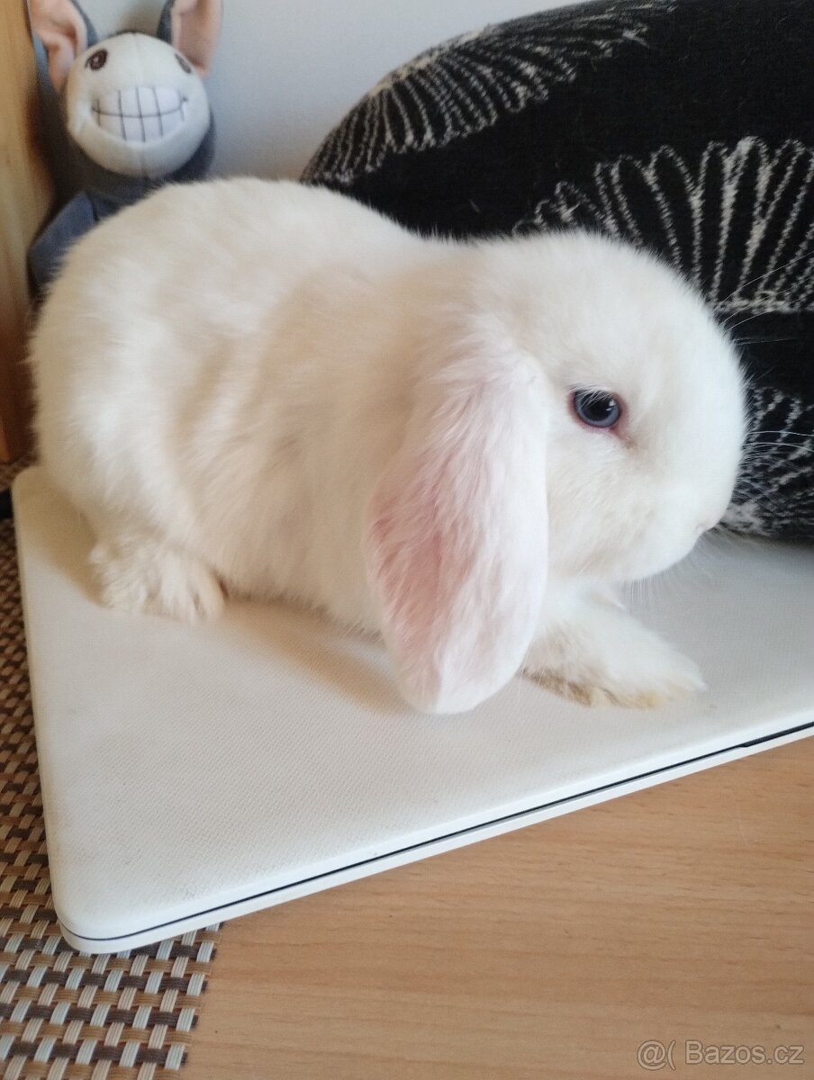 Prodám samečka minilopa