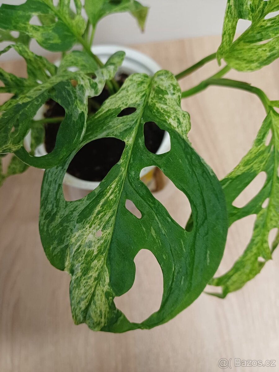 Monstra "Frozen freckles"