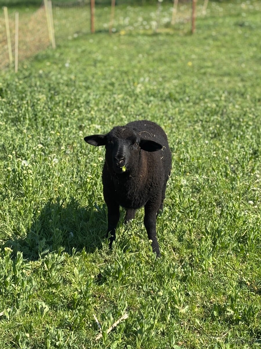 Prodám beránka Suffolk