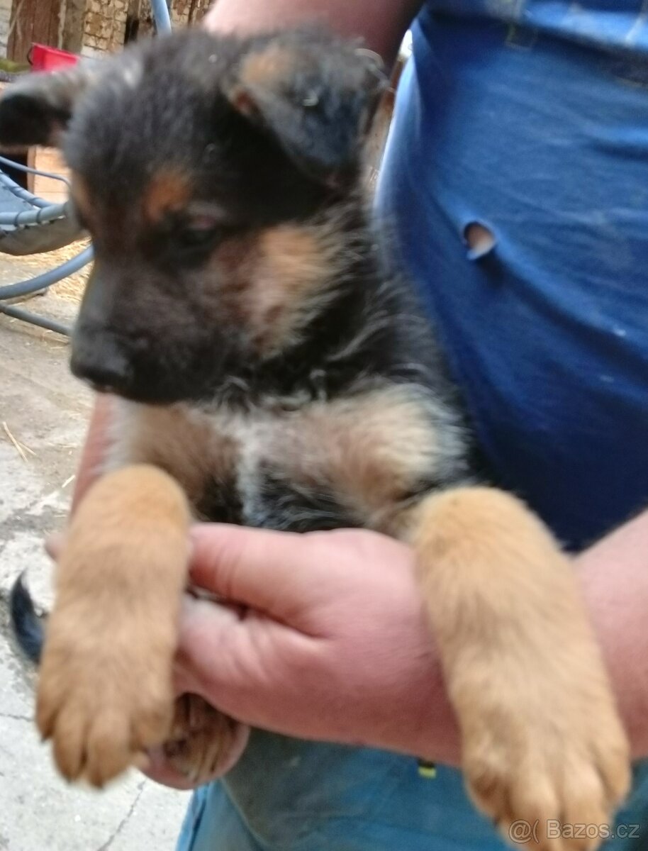 Štěňátka