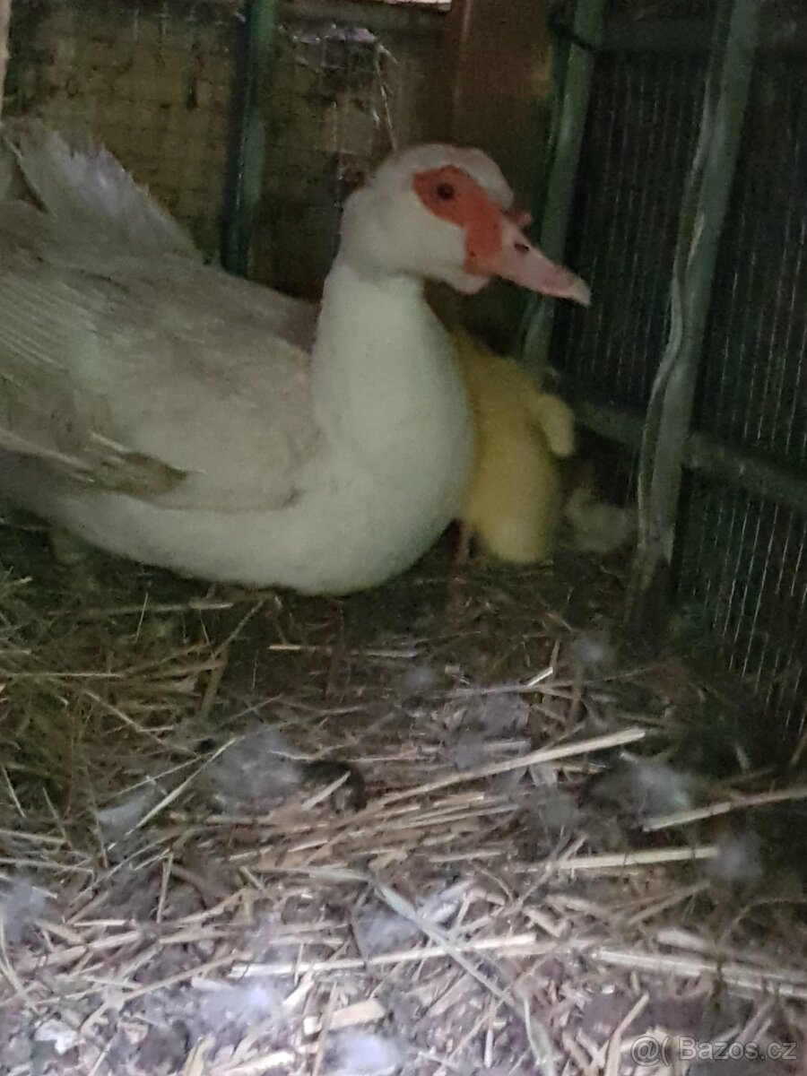 Prodáme kachňata pyžmovek