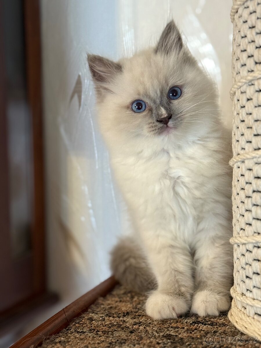 Kočička plemene RAGDOLL bez PP
