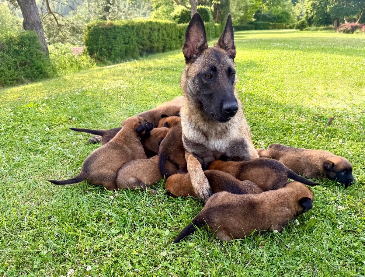 Belgický ovčák Malinois