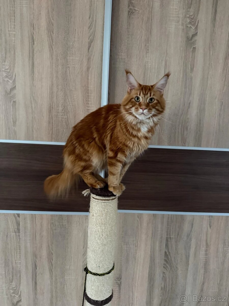 Krytí 🧡 Mainský mývalí kocourek s PP Mainská kočka