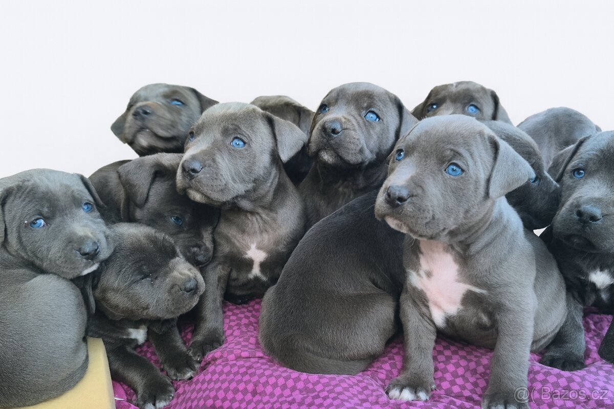 🐾 Americký stafordšírský teriér – modrá štěňátka