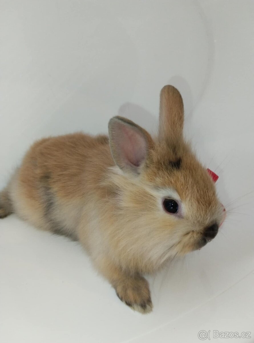 Zakrslý králíček bez PP samička Samatha lvíček