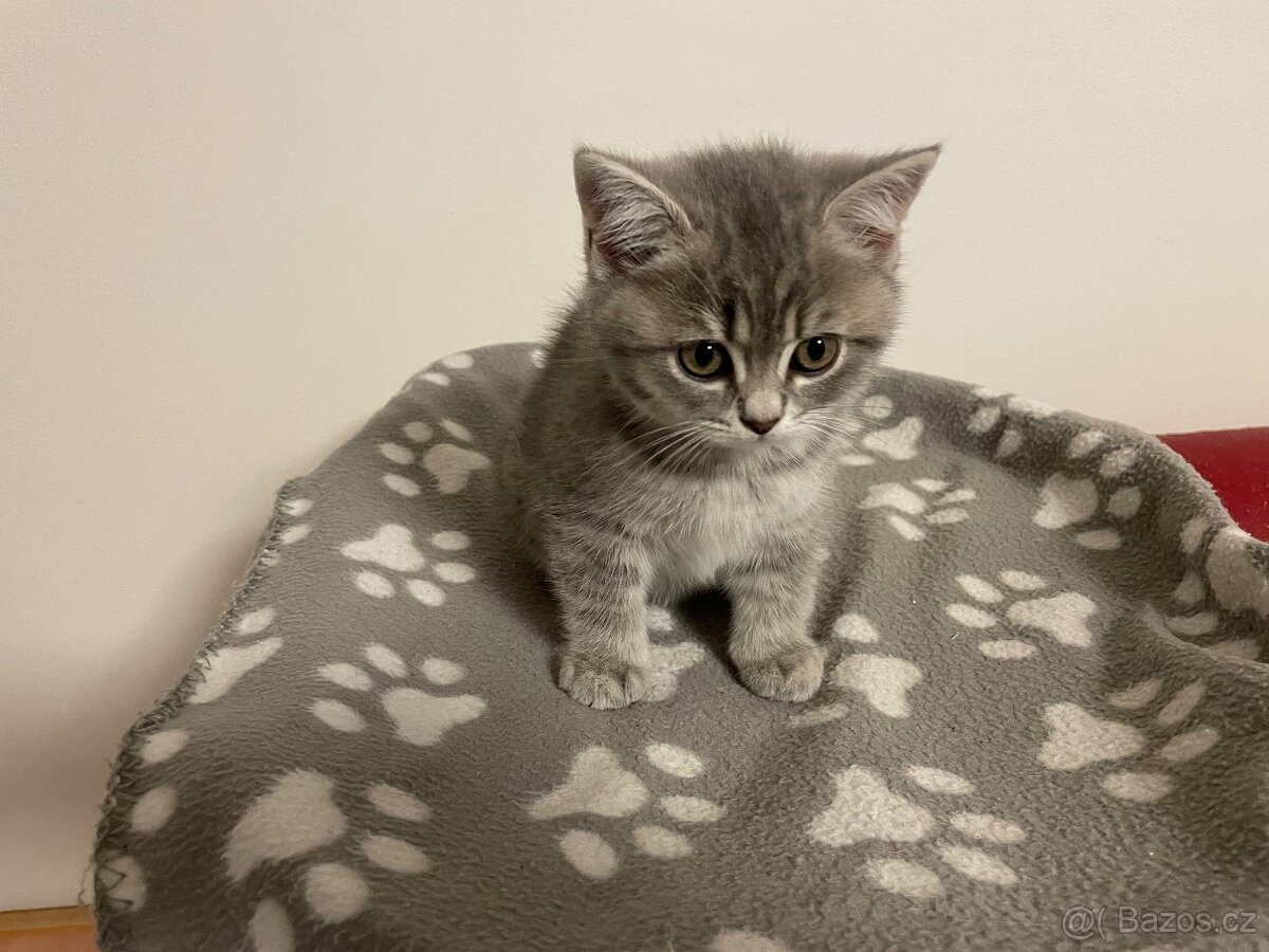 koťátko bez PP (kočička světlá)