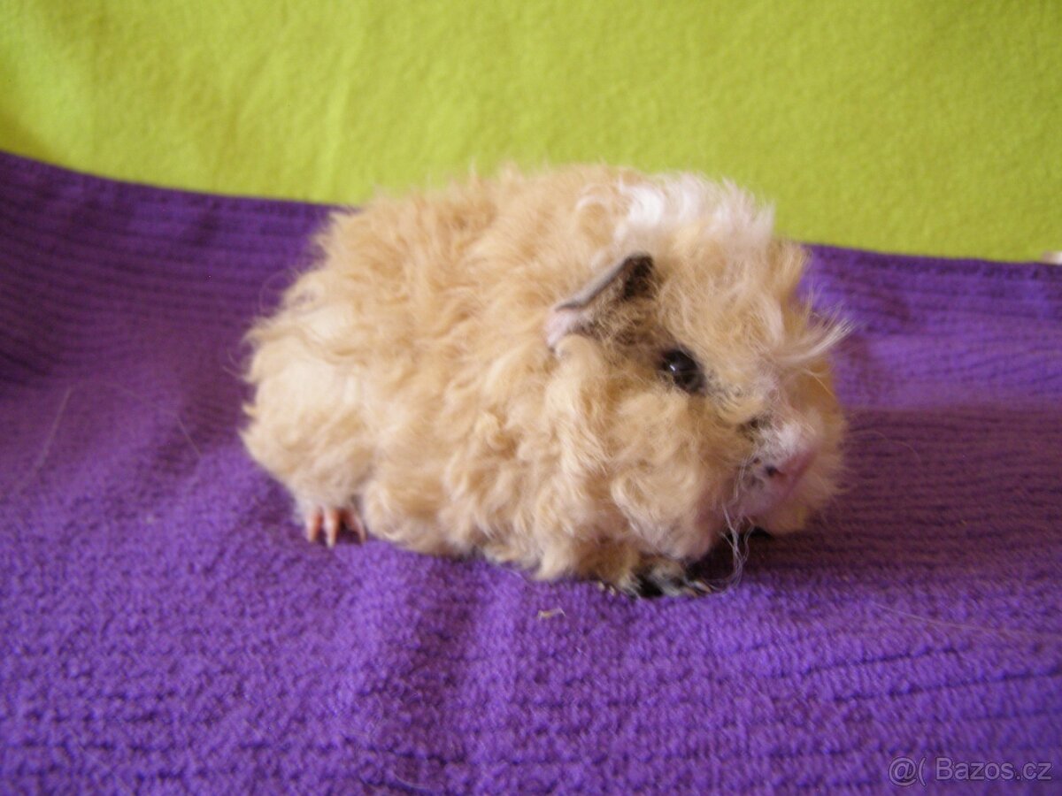 Morče,morčata Peruánec .Lunkarya....z registr.Chs