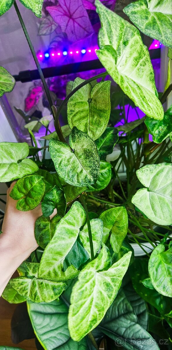 Syngonium pixie