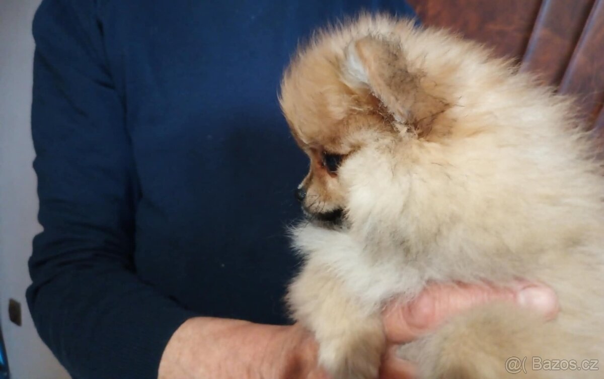 POMERANIAN s PP FCI