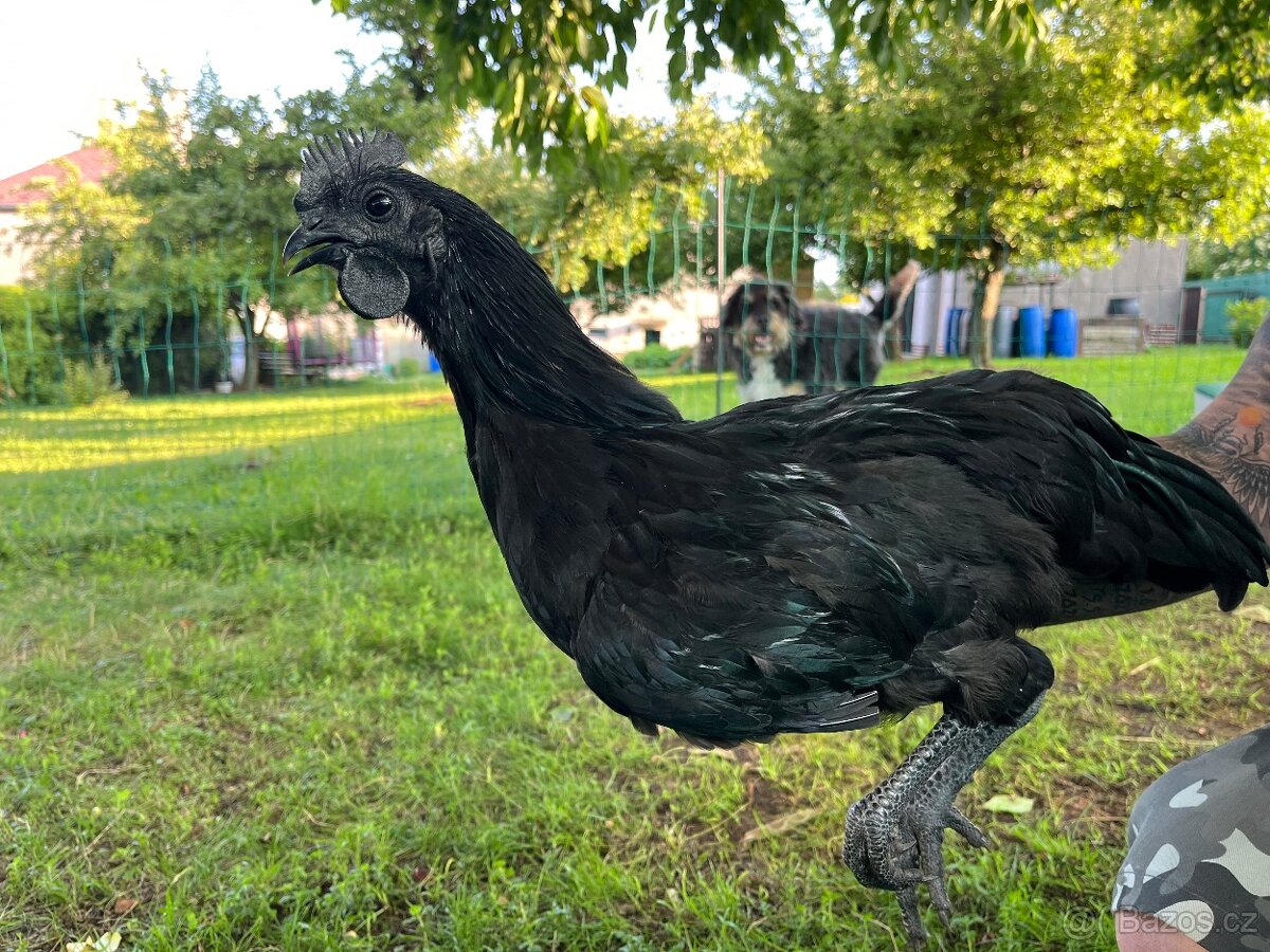Prodám kohouty Ayam cemani