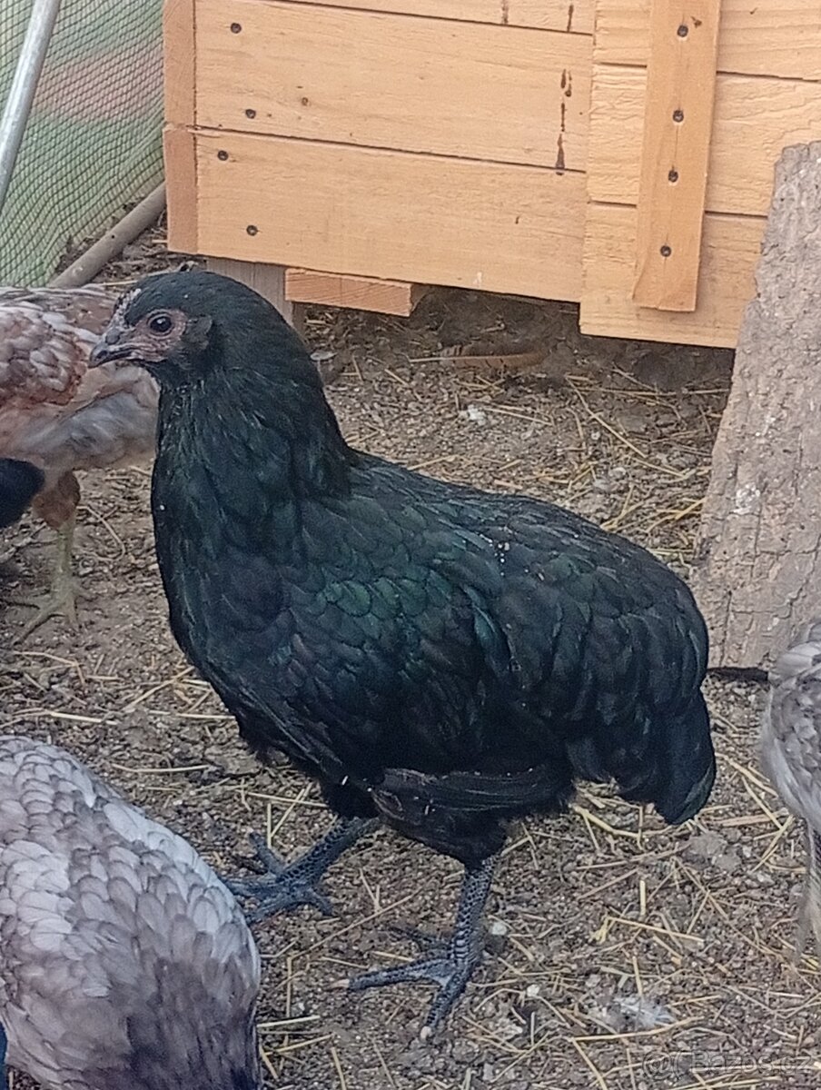 Mladé slepice Australky