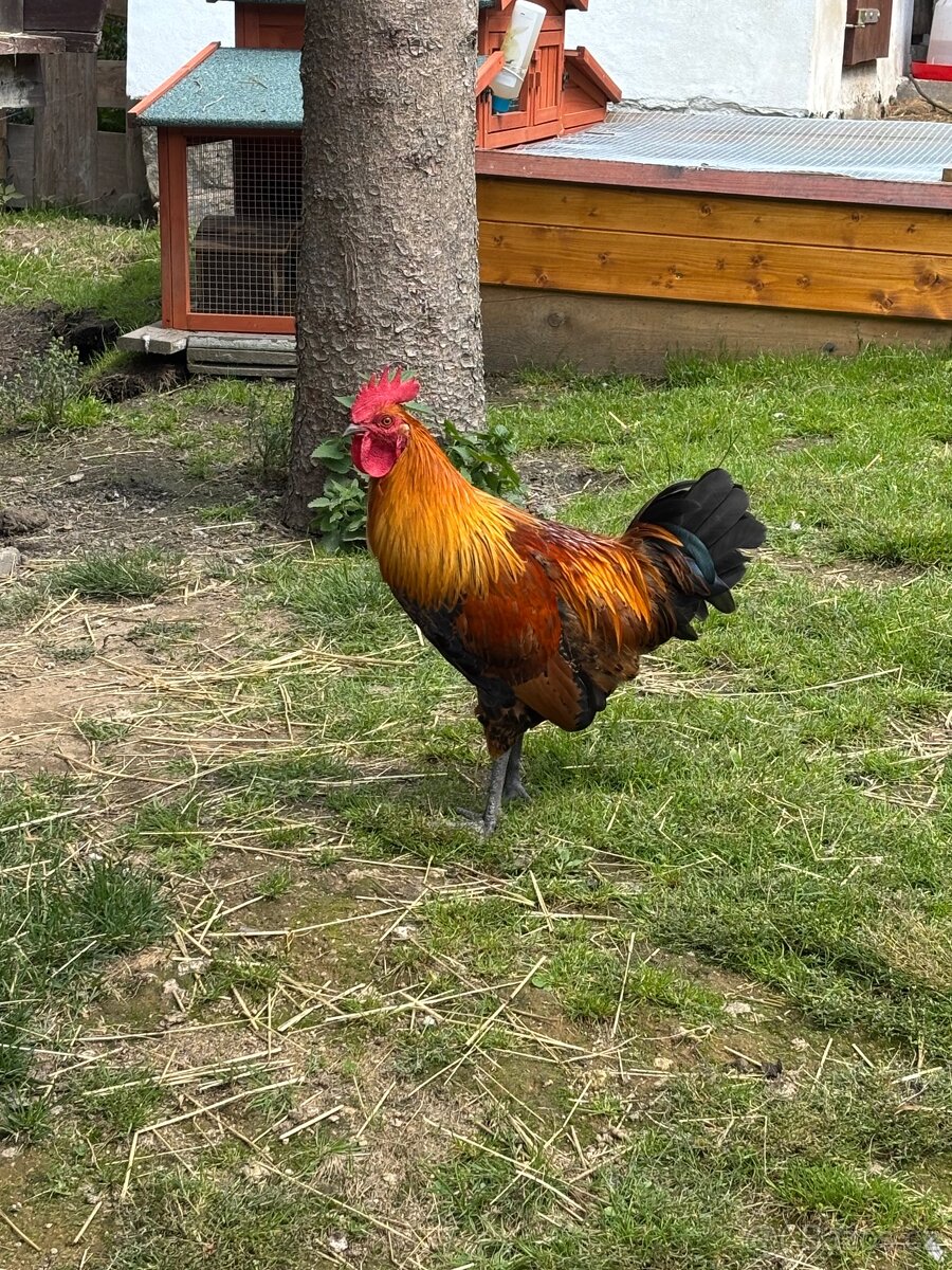 Darujeme kohouta ČZK