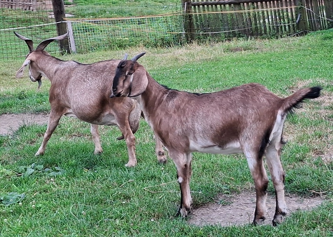 Kozička podílová anglonubijská