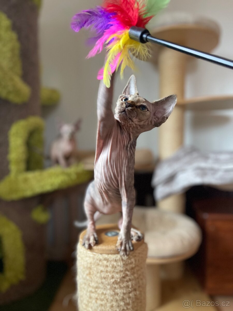 Sphynx koťátka s PP