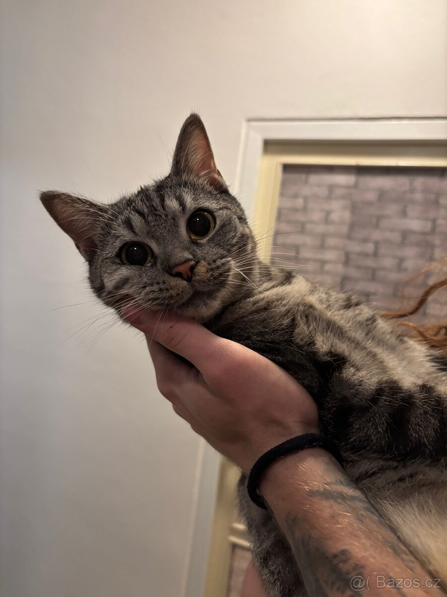 Jemná kočka hledá milující domov 🐱💛