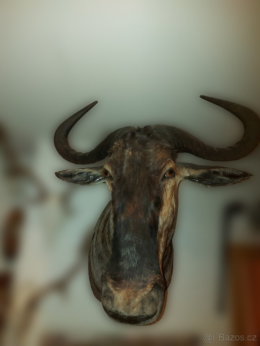 Trofeje africké zvěře