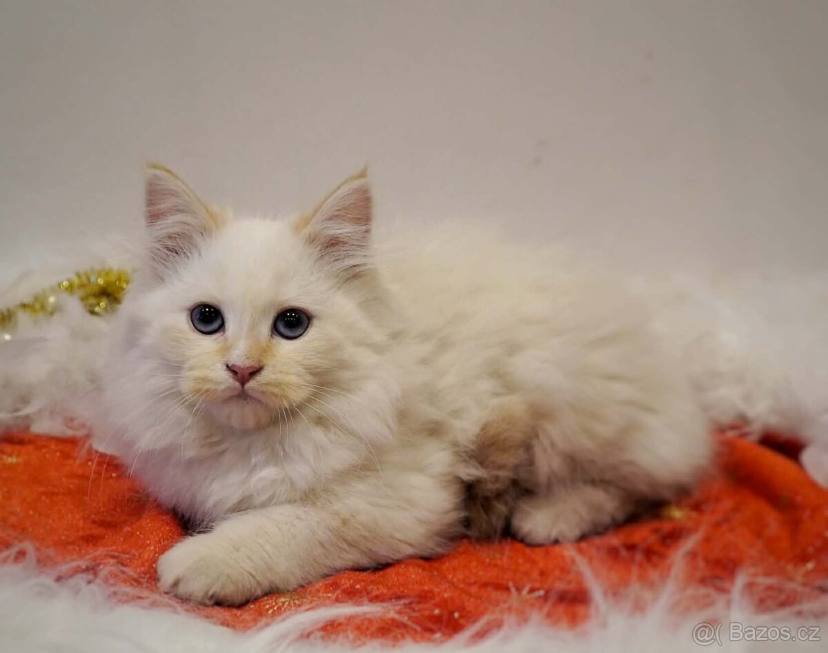 Něvská Maškaráda s PP