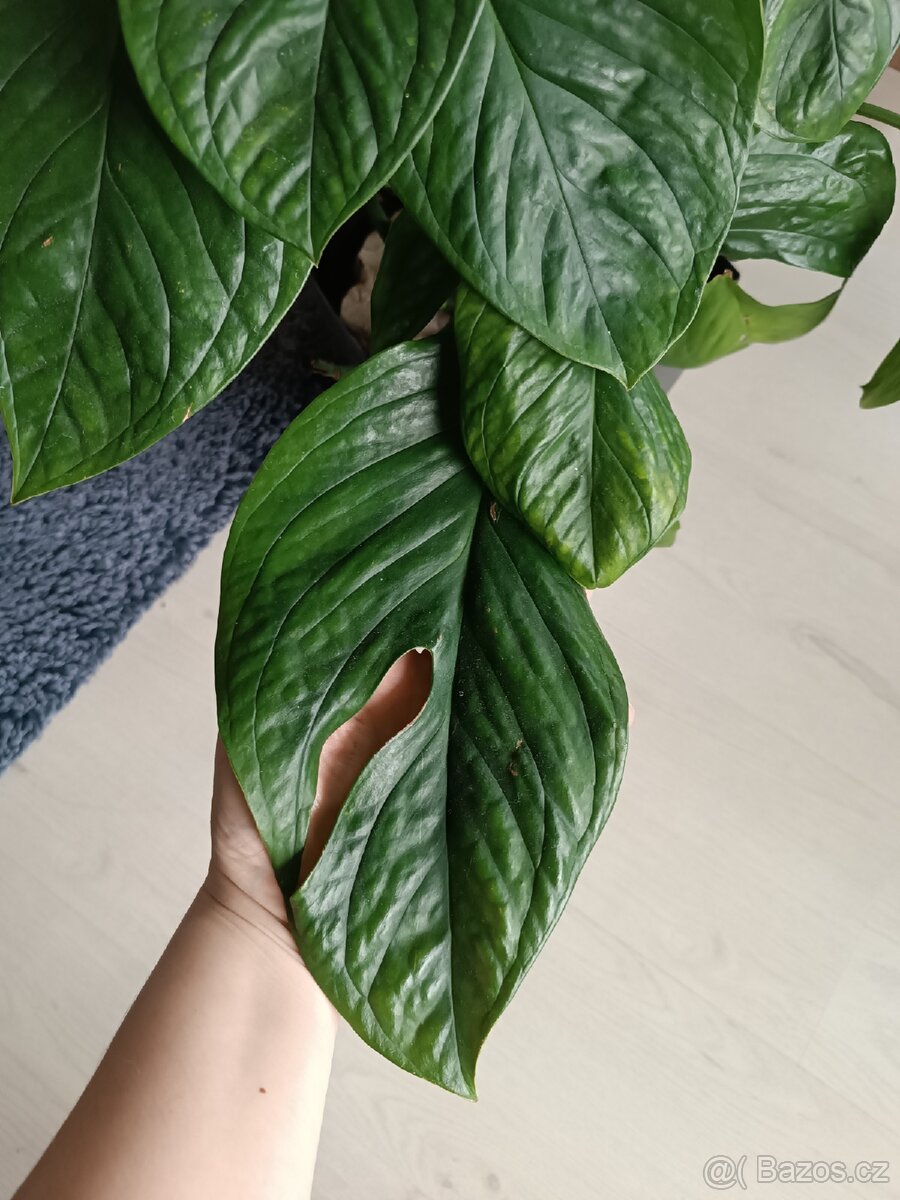 Monstera Peru