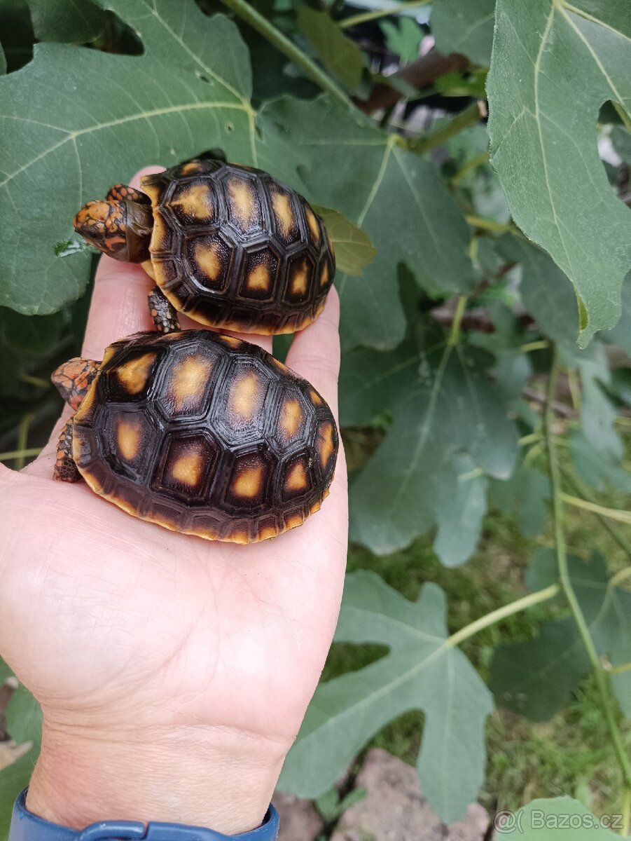 Želva uhlířská, mláďata