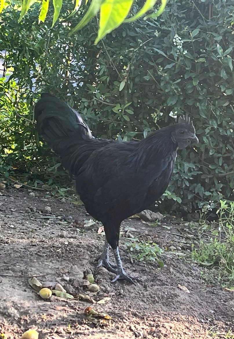 Kohout Ayam Cemani