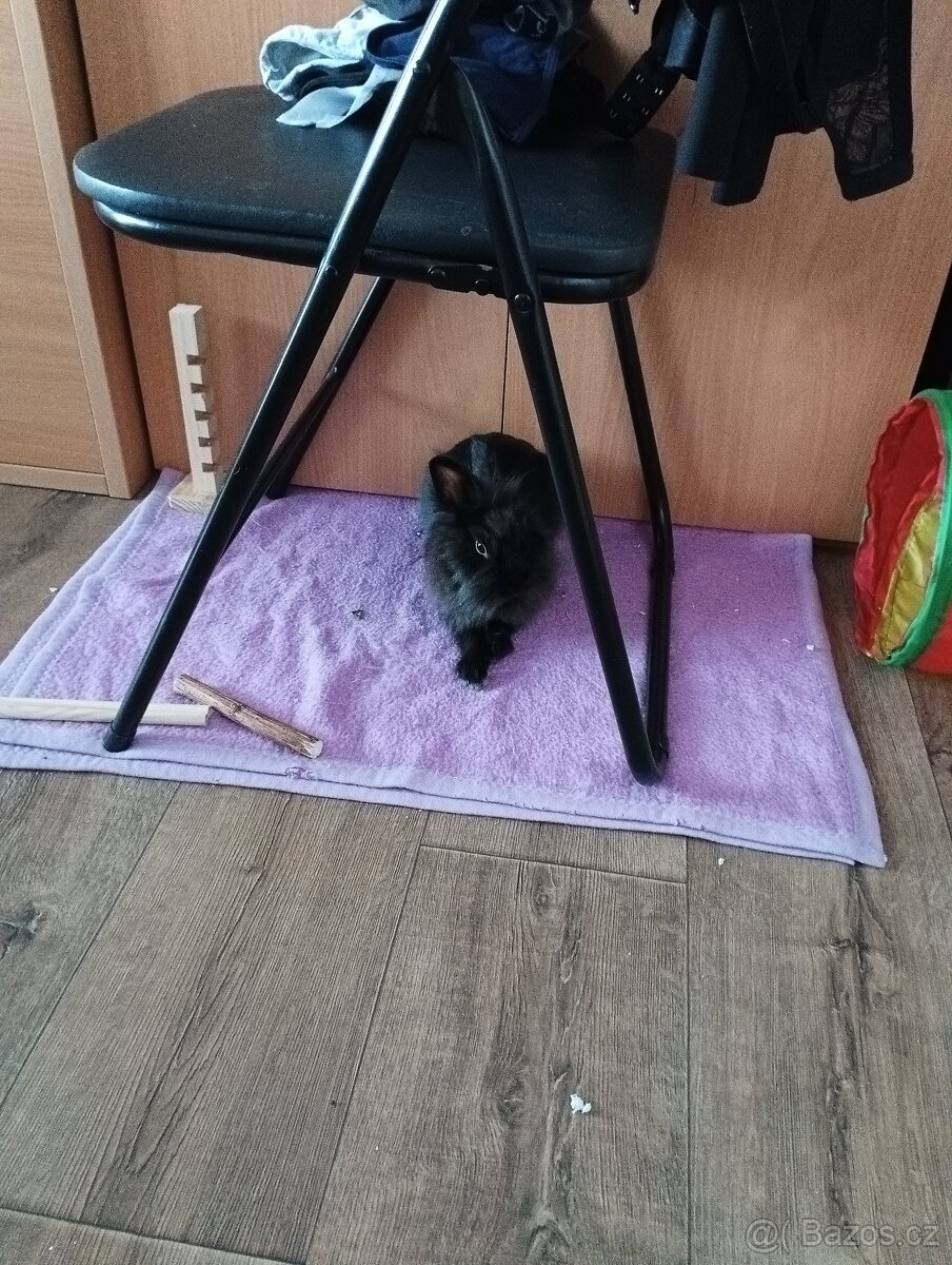 Zakrslý lvíček Fousek