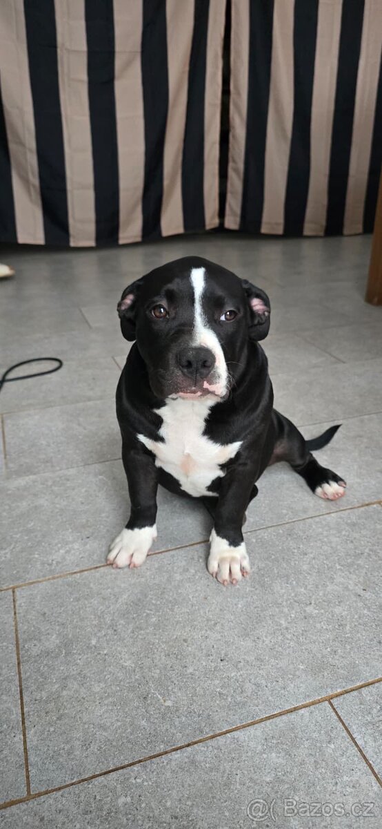 American Bully Pocket - Standart