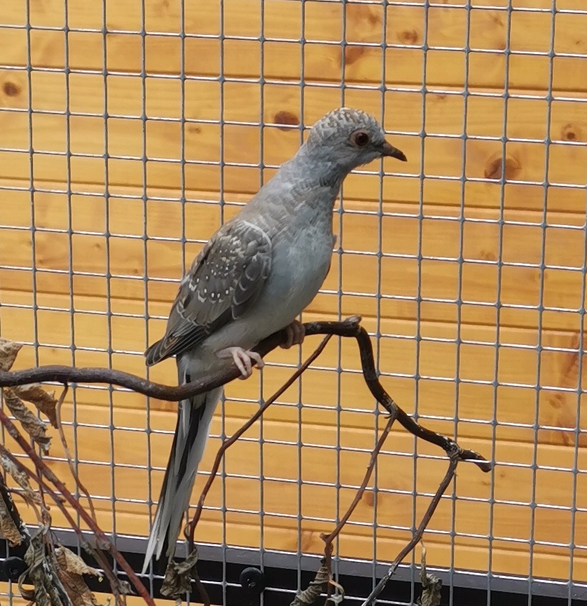 Holoubek diamantový