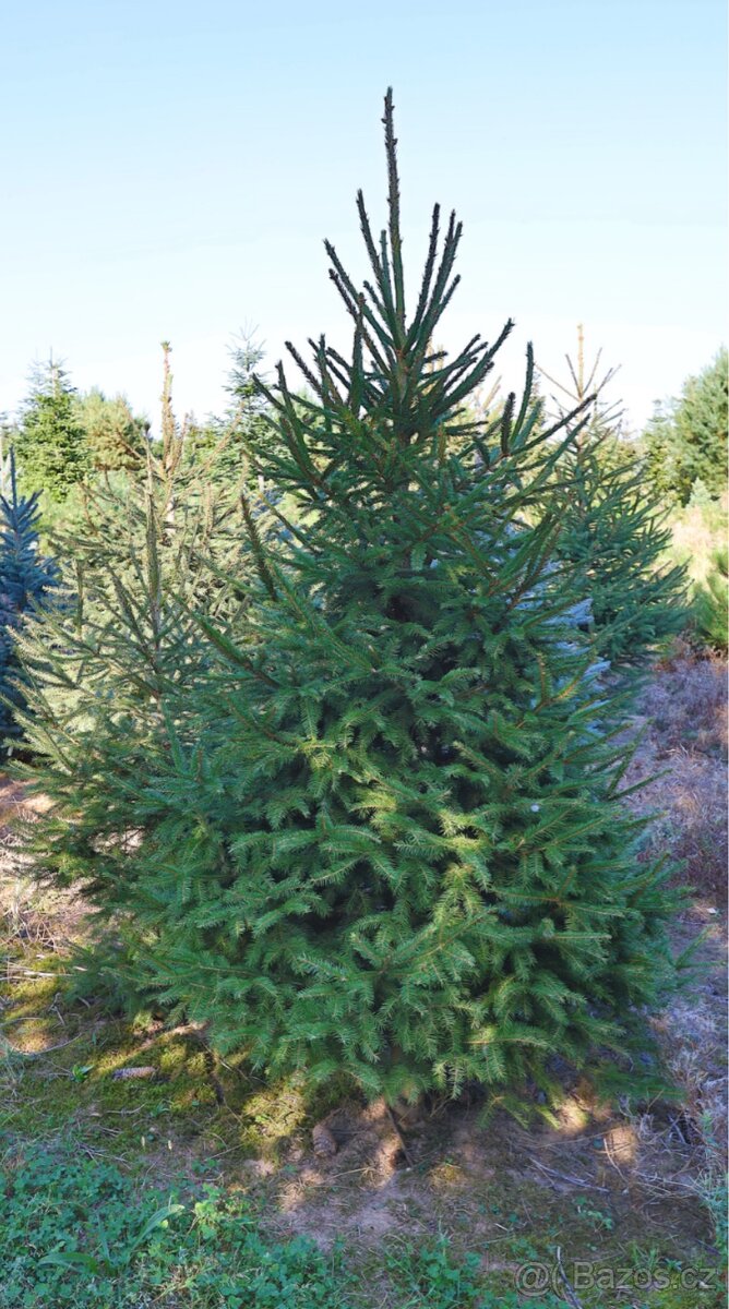 Vánoční stromek smrk