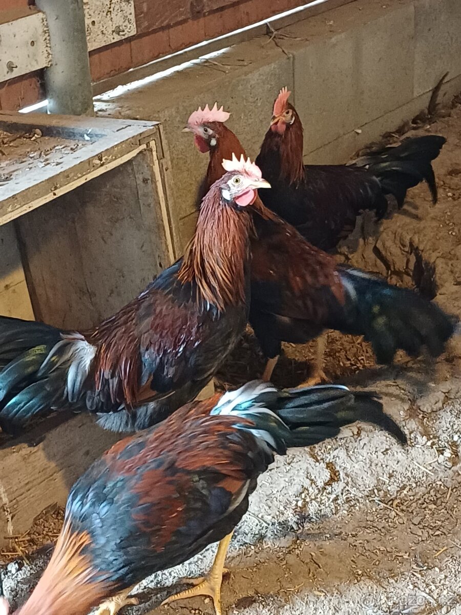 Kohout 🐓 Vlaška koroptví