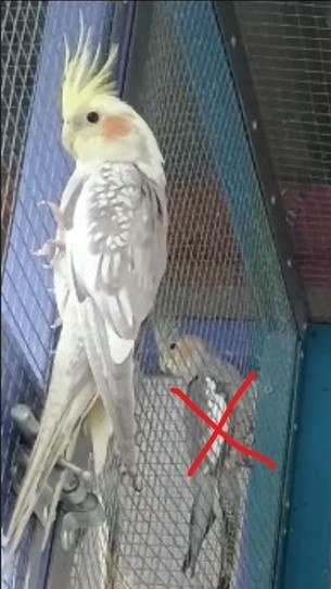 Prodám mladou korelu, na ochočení i do chovu