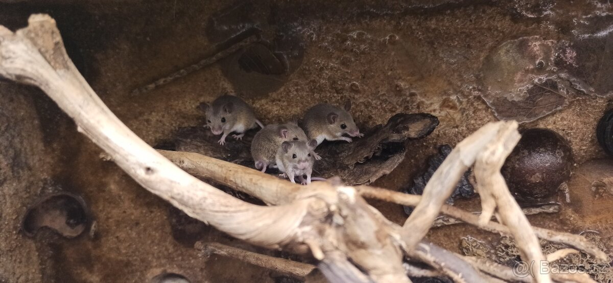 Myš africká - Mus minutoides