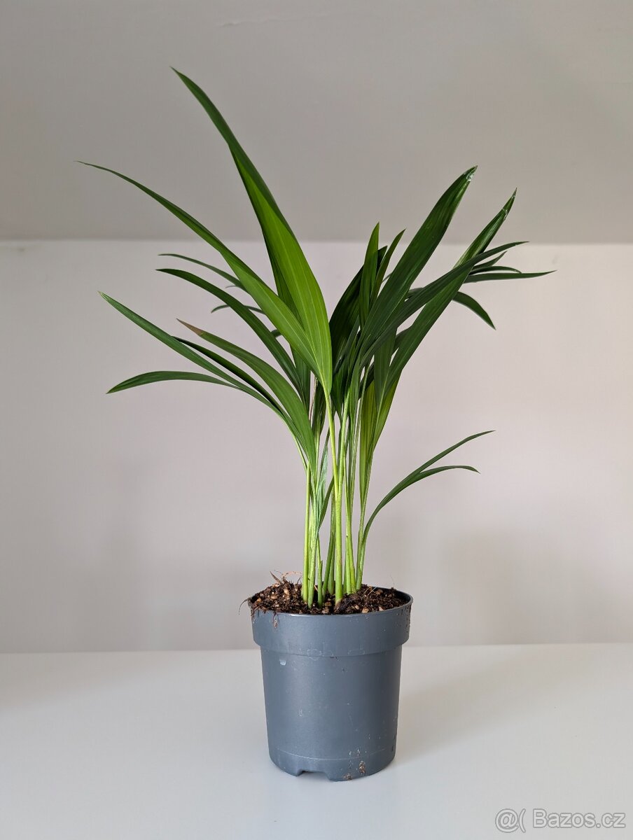 Dypsis Lutescens, Areca, Zlatá palma