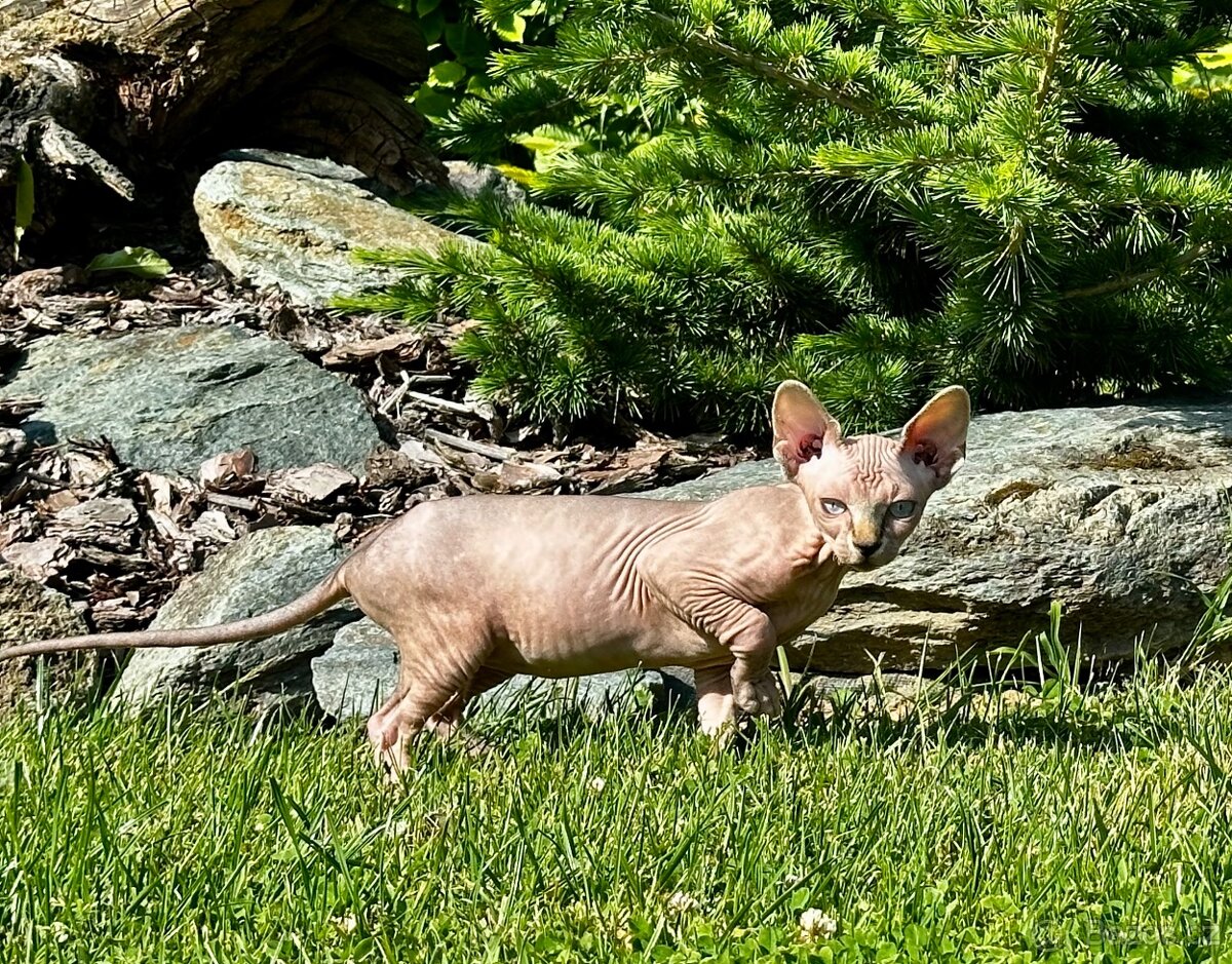 Kanadská Sphynx
