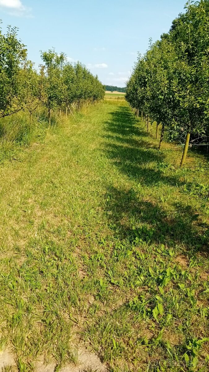 pronajmu jabloňový sad