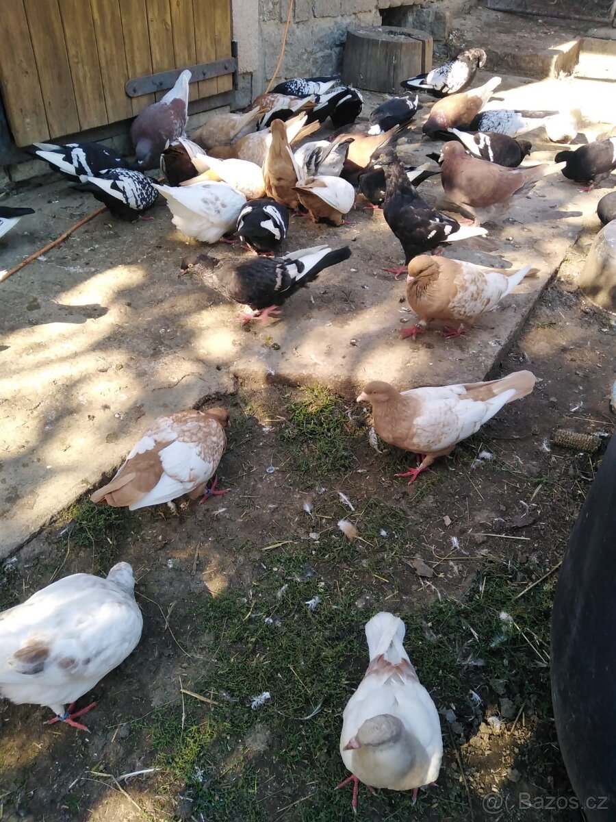 Prodám holuby