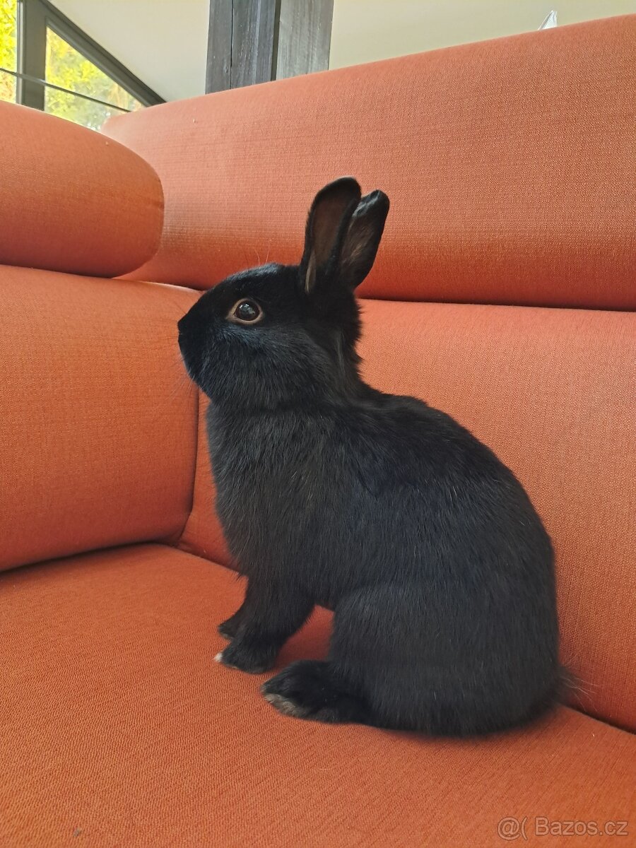 Prodám králíčka – kluka, spěchá