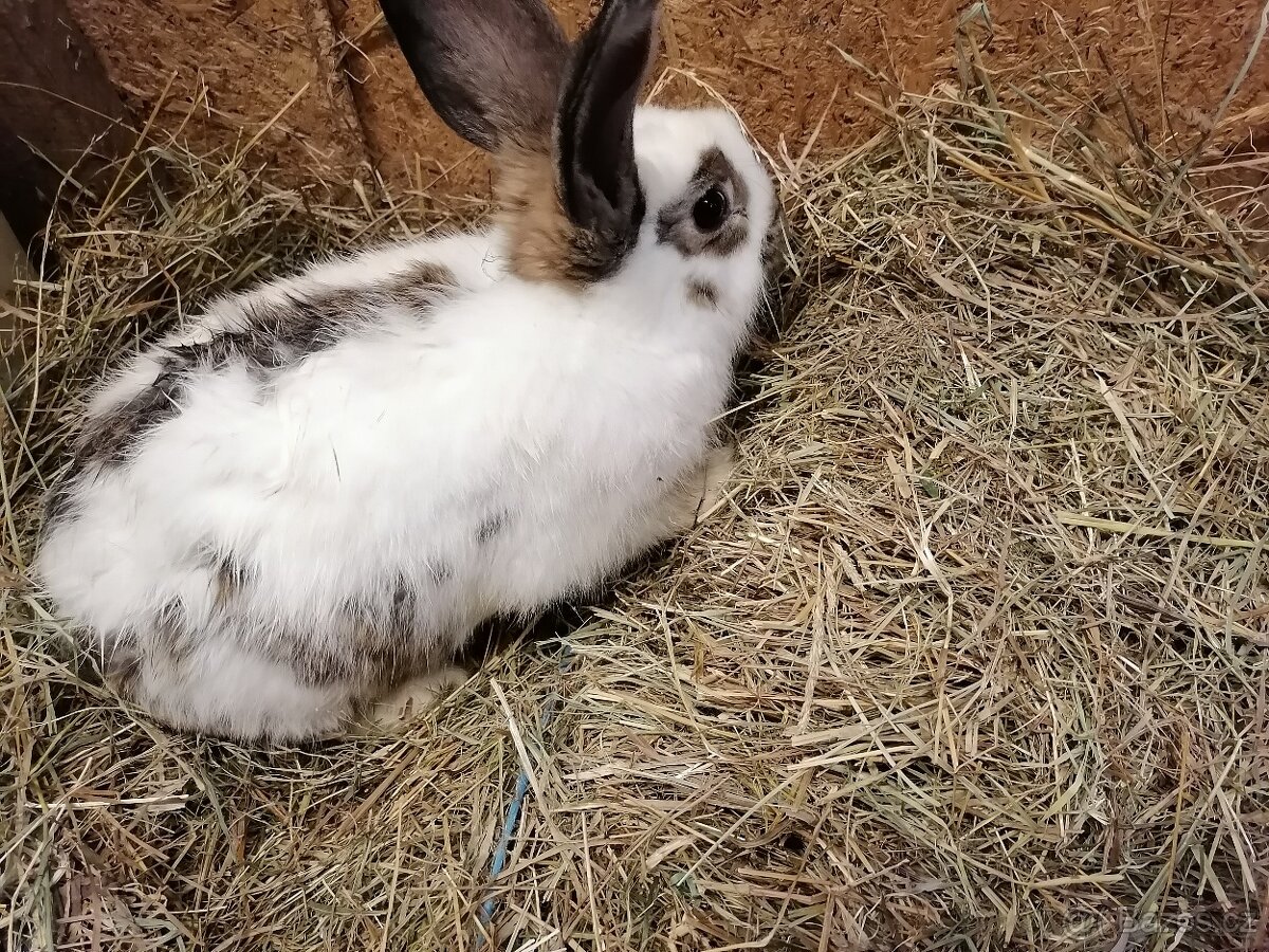 Prodám samce mladé